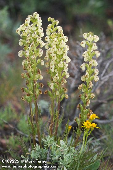 Coiled-beak Lousewort