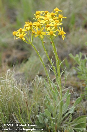 Woolly Butterweed
