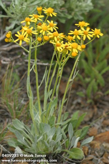 Woolly Butterweed