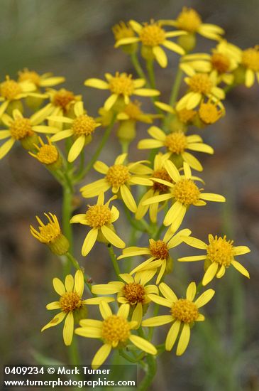 Woolly Butterweed blossoms detail
