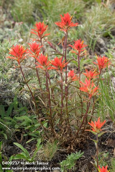 Linear-leafed Paintbrush