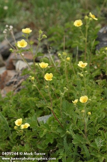 Sticky Cinquefoil