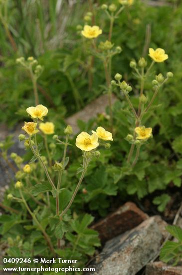 Sticky Cinquefoil