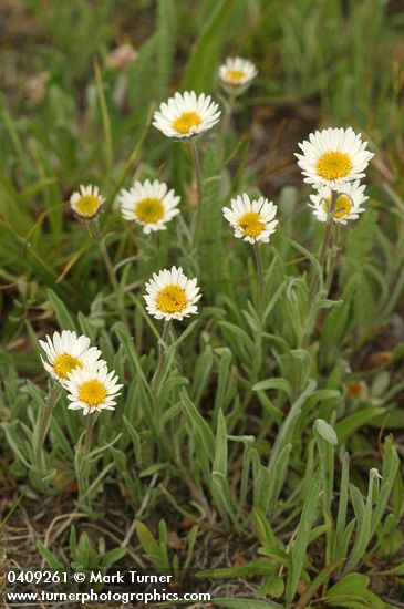 Eaton's Shaggy Daisy
