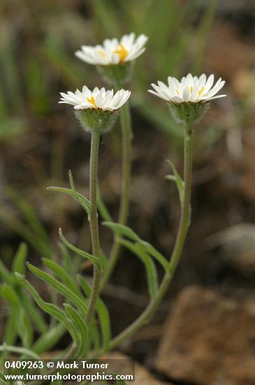 Eaton's Shaggy Daisy blossoms & foliage detail