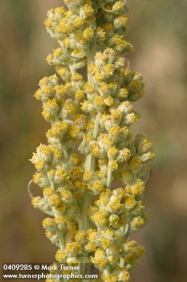 Silver Wormwood blossoms detail