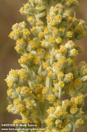 Silver Wormwood blossoms detail