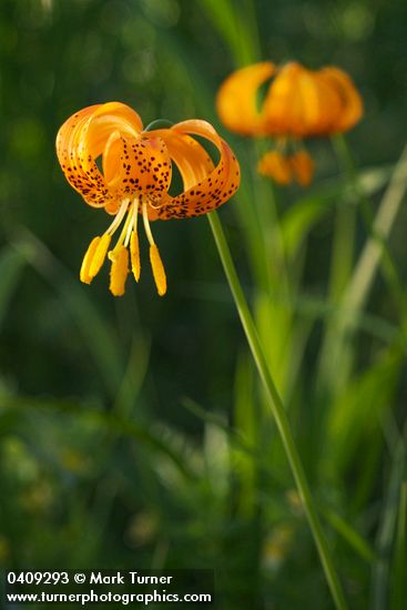 Wiggins Lily blossom