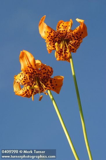 Wiggins Lily blossoms against blue sky