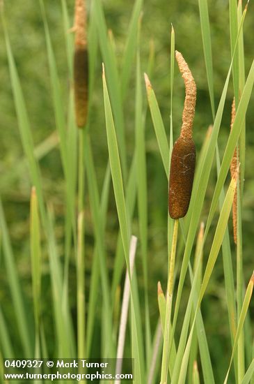 Broadleaf Cattail blossoms & foliage