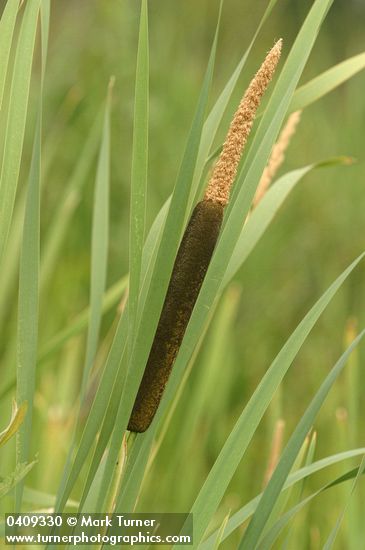 Broadleaf Cattail blossoms & foliage