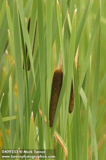 Broadleaf Cattail blossoms & foliage