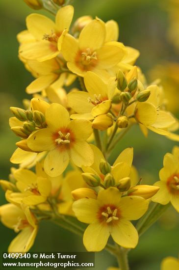 Large Yellow Loosestrife blossoms detail