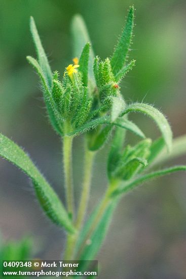 Mountain Tarweed blossom & foliage detail
