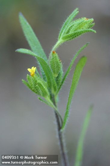 Mountain Tarweed blossom & foliage detail