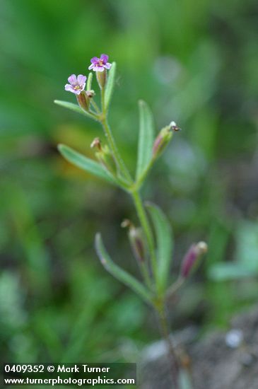 Brewer's Monkey Flower