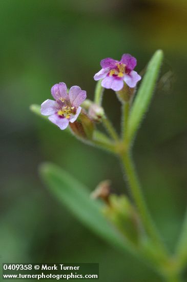 Brewer's Monkey Flower blossoms detail