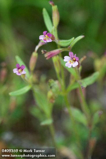 Brewer's Monkey Flower