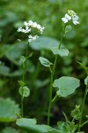 Lyall's Bittercress