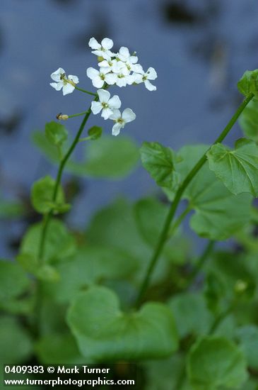 Lyall's Bittercress