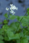 Lyall's Bittercress