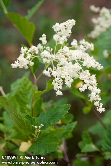 Ocean Spray blossoms & foliage detail