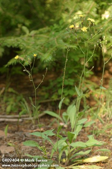 Scouler's Hawkweed