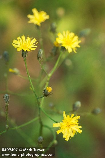 Scouler's Hawkweed blossoms