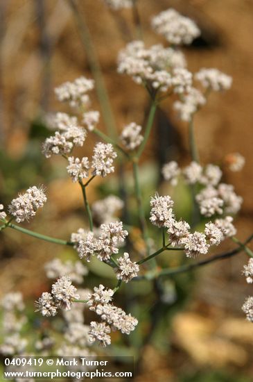 Tall Buckwheat blossoms