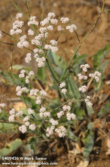 Tall Buckwheat