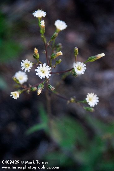 White Hawkweed blossoms