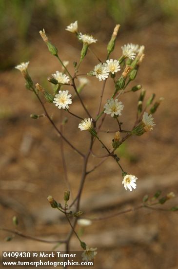 White Hawkweed blossoms