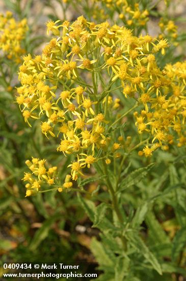 Tall Butterweed
