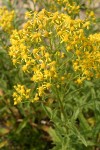 Tall Butterweed