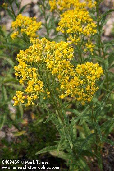 Tall Butterweed