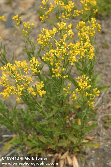 Tall Butterweed