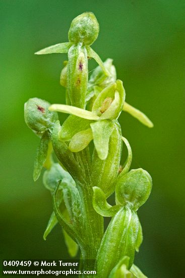 Slender Bog Orchid blossoms detail