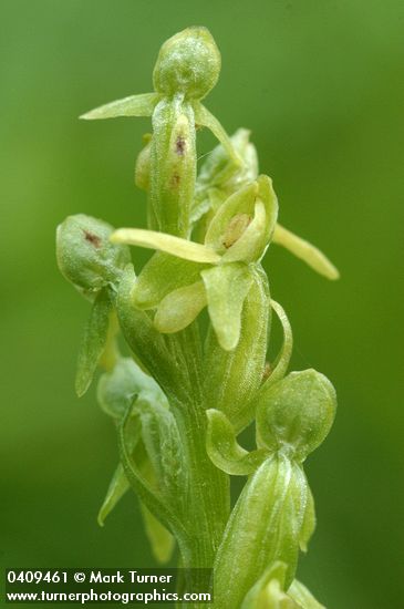Slender Bog Orchid blossoms detail