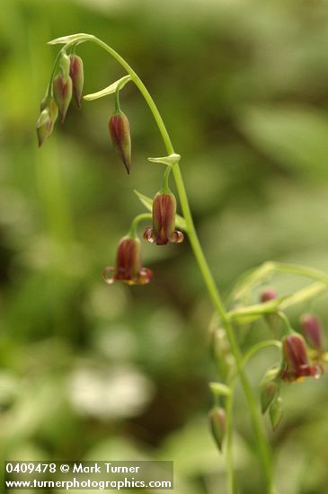 Bronze Bells blossoms