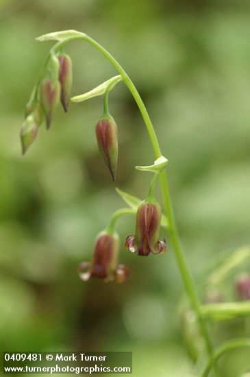 Bronze Bells blossoms