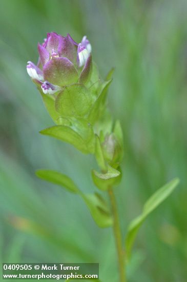 Mountain Owl Clover