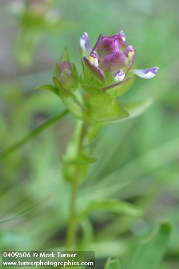 Mountain Owl Clover
