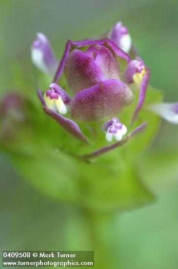 Mountain Owl Clover bracts & blossoms detail