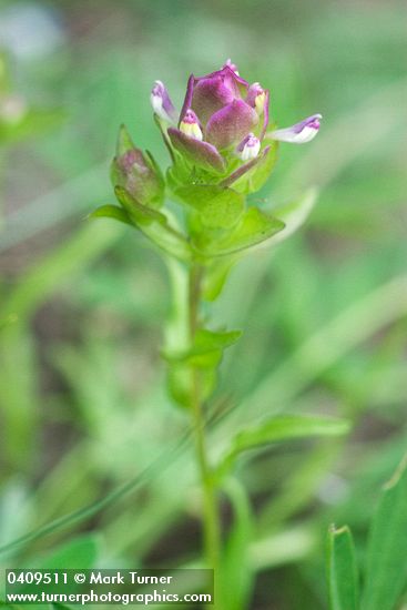 Mountain Owl Clover