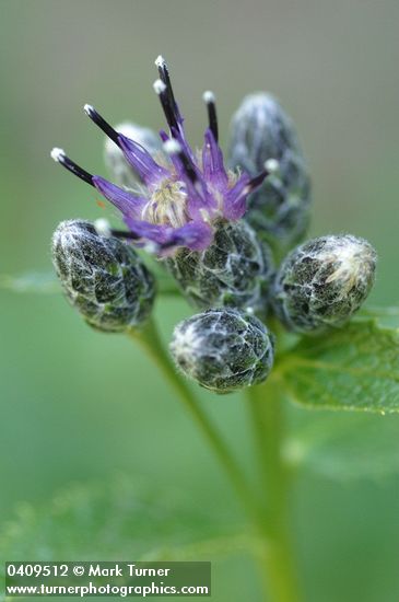 American Sawwort buds & blossom detail