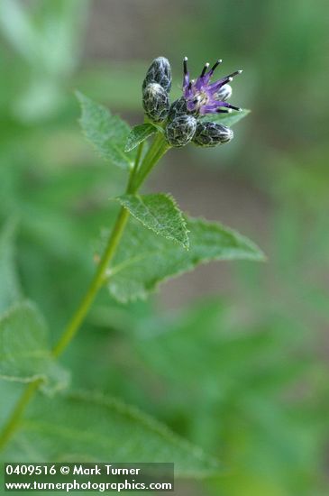 American Sawwort blossom & foliage