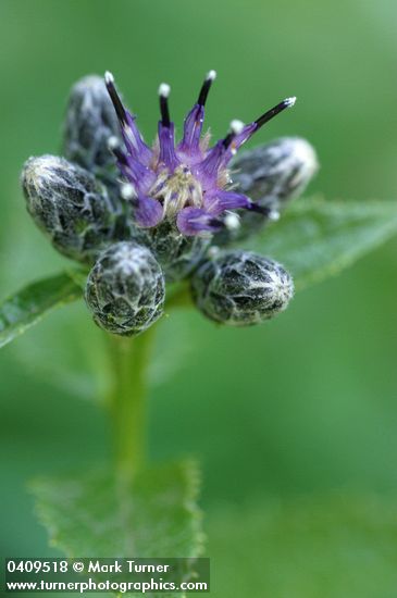American Sawwort blossom & buds detail