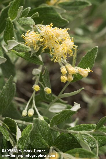 Silverback Luina blossoms & foliage