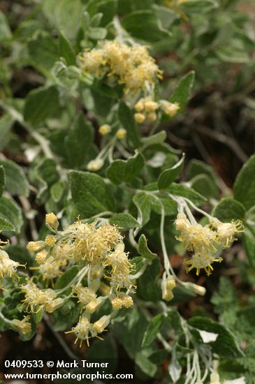 Silverback Luina blossoms & foliage