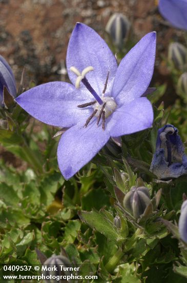 Piper's Bellflower blossom & foliage foliage